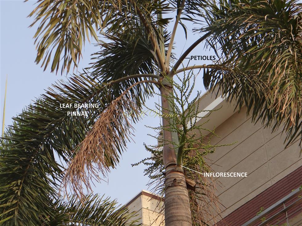  Plant bearing inflorescence